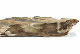 Polished Petrified Wood Stand-up - McDermitt, Oregon #222166-2